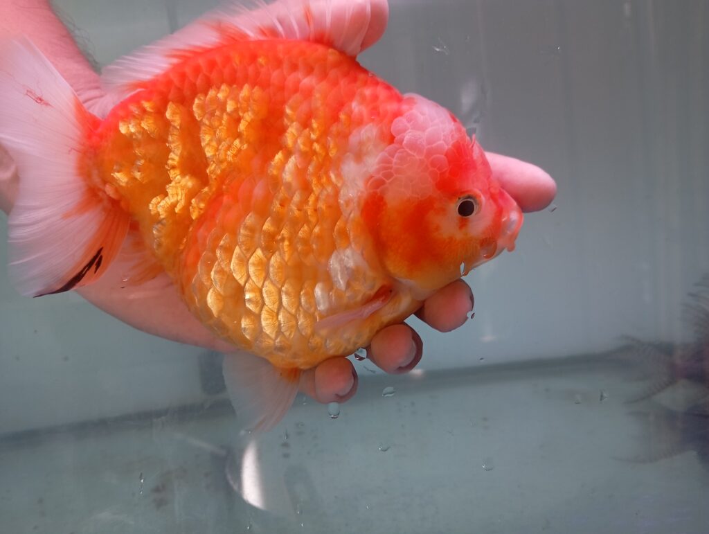 Ikan Mas Koki