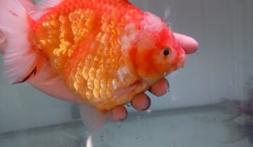 Ikan Mas Koki