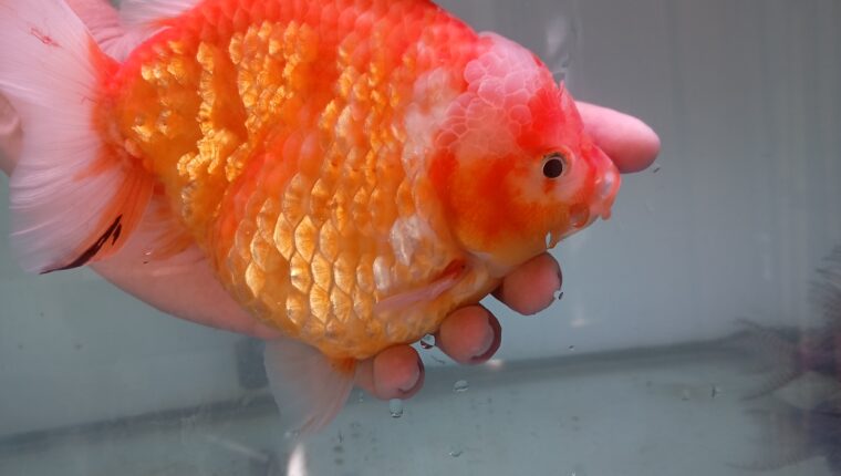 Ikan Mas Koki