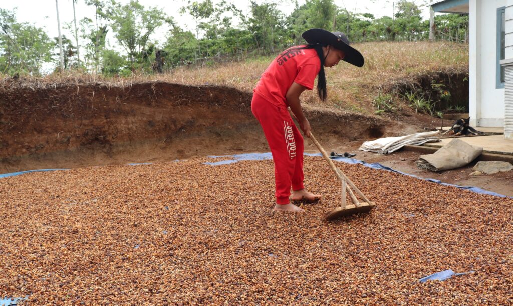 Petani Kopi Rejang Lebong saat tengah menjemur kopi