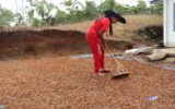 Petani Kopi Rejang Lebong saat tengah menjemur kopi