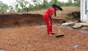Petani Kopi Rejang Lebong saat tengah menjemur kopi