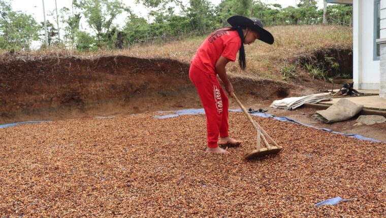 Petani Kopi Rejang Lebong saat tengah menjemur kopi