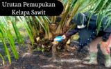 Urutan Pemupukan Kelapa Sawit Sesuai Umur