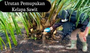 Urutan Pemupukan Kelapa Sawit Sesuai Umur