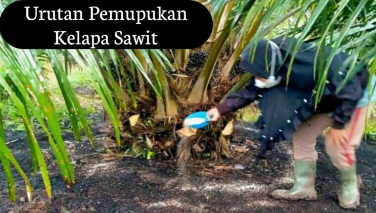 Urutan Pemupukan Kelapa Sawit Sesuai Umur