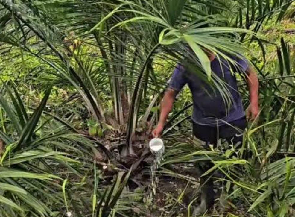 Pemupukan Kelapa Sawit