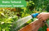 Waktu Terburuk Menyiram Tanaman
