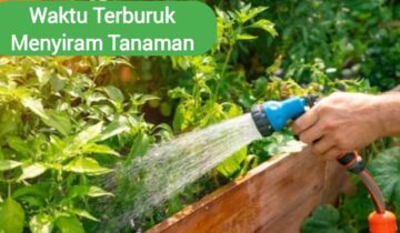 Waktu Terburuk Menyiram Tanaman
