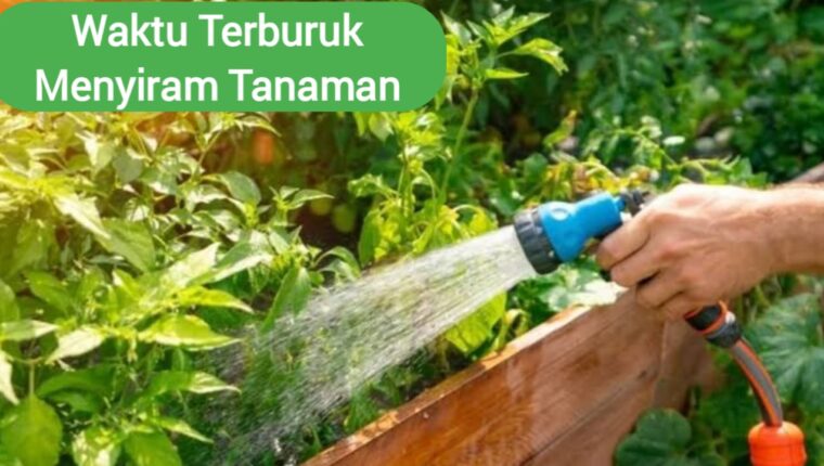 Waktu Terburuk Menyiram Tanaman