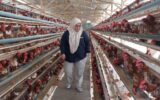 Pimpinan Cabang Perum Bulog Rejang Lebong, Dian Zachriani saat meninjau salah satu kandang ayam