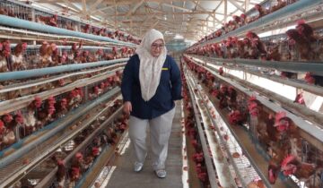Pimpinan Cabang Perum Bulog Rejang Lebong, Dian Zachriani saat meninjau salah satu kandang ayam