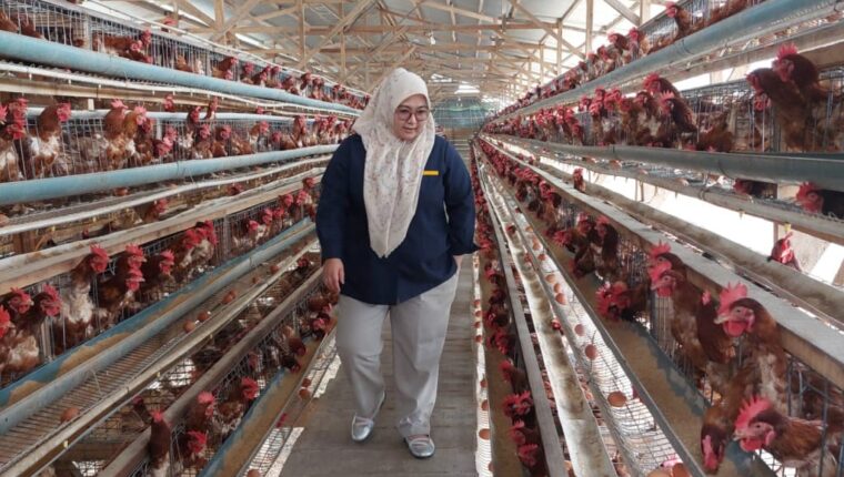 Pimpinan Cabang Perum Bulog Rejang Lebong, Dian Zachriani saat meninjau salah satu kandang ayam