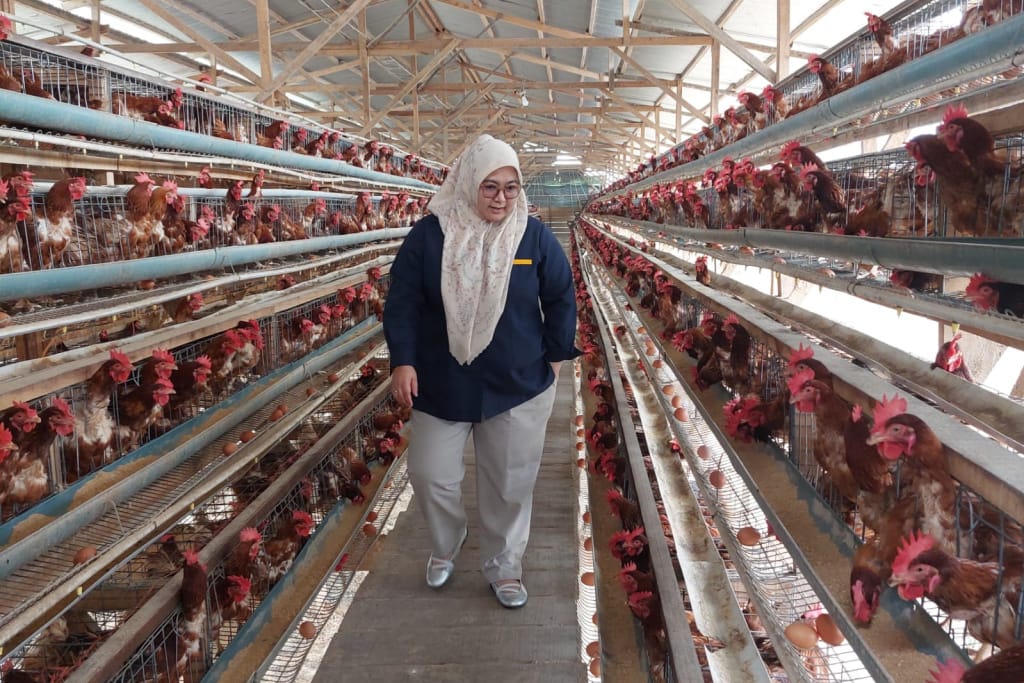 Pimpinan Cabang Perum Bulog Rejang Lebong, Dian Zachriani saat meninjau salah satu kandang ayam